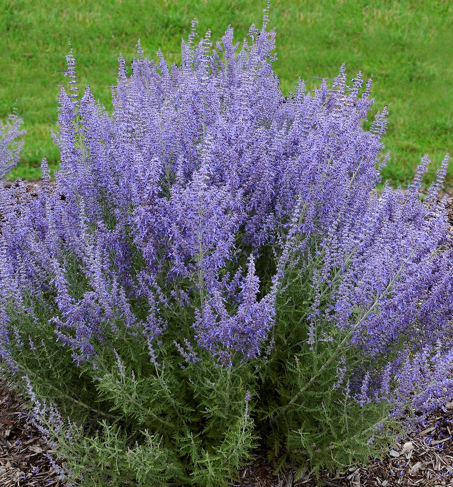 Denim 'n Lace Russian Sage Natorp's Online Plant Store Denim 'n Lace Russian Sage Natorp's Online Plant Store